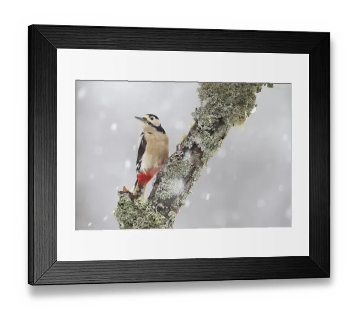 Framed Print : Great Spotted Woodpecker (Dendrocopus major) in snowfall. Cairngorms National Park Framed Print : Great Spotted Woodpecker (Dendrocopus major) in snowfall. Cairngorms National Park