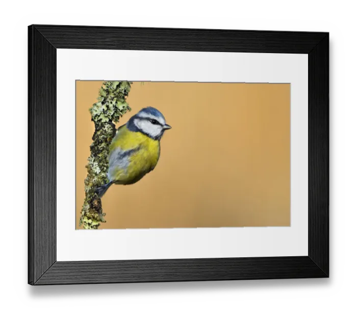 Framed Print : Blue Tit (Cyanistes / Parus caeruleus) perched on lichen-covered twig. Wales, UK, February Framed Print : Blue Tit (Cyanistes / Parus caeruleus) perched on lichen-covered twig. Wales, UK, February