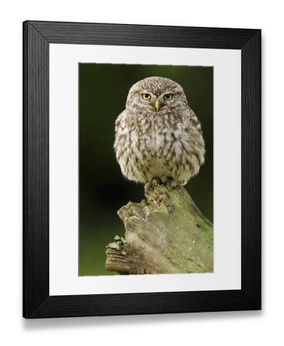 Framed Print : Little owl (Athene noctua) adult perched on dead tree, Hertfordshire, England, UK, June Framed Print : Little owl (Athene noctua) adult perched on dead tree, Hertfordshire, England, UK, June