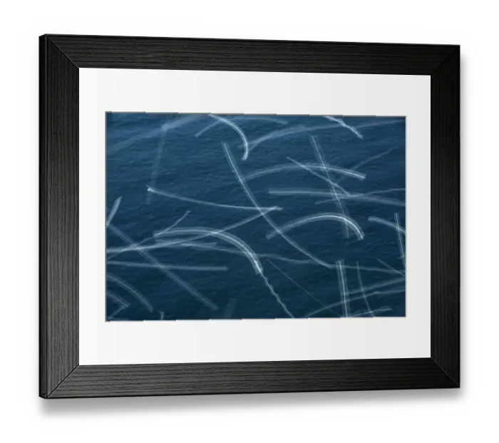 Framed Print : Northern gannets (Morus bassanus). Ailsa Craig, Scotland, UK. August Framed Print : Northern gannets (Morus bassanus). Ailsa Craig, Scotland, UK. August