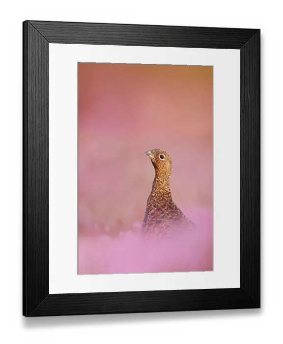 Framed Print : Red grouse (Lagopus lagopus scotica) sitting in flowering heather, Peak District, UK, September Framed Print : Red grouse (Lagopus lagopus scotica) sitting in flowering heather, Peak District, UK, September