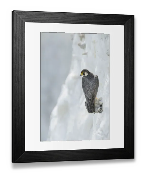 Framed Print : Peregrine Falcon (Falco peregrinus) on the White Cliffs of Dover, Kent, UK. May 2012 Framed Print : Peregrine Falcon (Falco peregrinus) on the White Cliffs of Dover, Kent, UK. May 2012