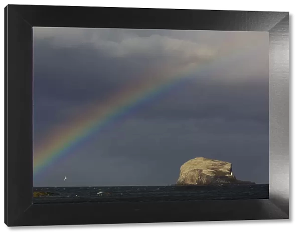 Rainbow and storm clouds over Bass Rock in the distance, which is the breeding ground for 140