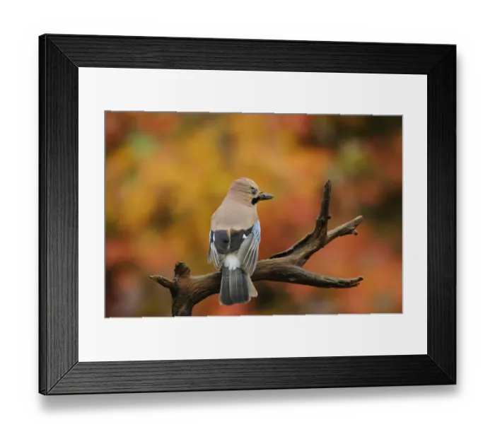 Framed Print : Jay (Garrulus glandarius) perched on dead branch in autumn, Kent, UK. October 2012 Framed Print : Jay (Garrulus glandarius) perched on dead branch in autumn, Kent, UK. October 2012