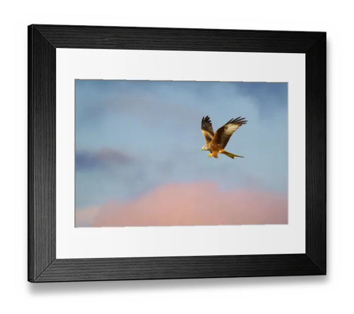 Framed Print : Red kite (Milvus milvus) in flight at last light, Mid Wales, UK, March Framed Print : Red kite (Milvus milvus) in flight at last light, Mid Wales, UK, March