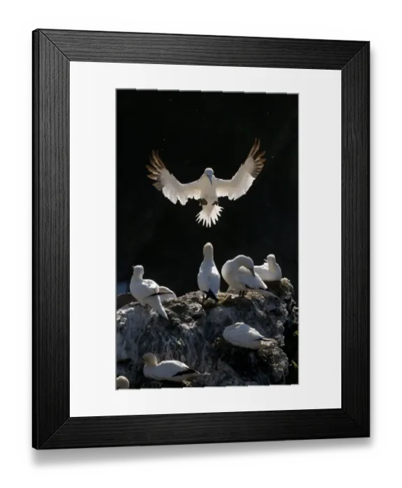 Framed Print : Gannet (Morus bassanus) adult, backlit by the morning sun landing, Shetland Islands, Scotland, UK Framed Print : Gannet (Morus bassanus) adult, backlit by the morning sun landing, Shetland Islands, Scotland, UK