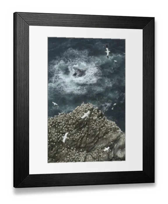 Framed Print : Cliff top view of a gannet (Morus bassanus) colony. Shetland Islands, Scotland, UK, July Framed Print : Cliff top view of a gannet (Morus bassanus) colony. Shetland Islands, Scotland, UK, July
