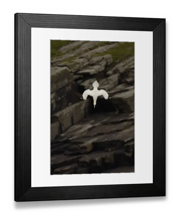 Framed Print : Gannet (Morus bassanus) adult diving, Shetland Islands, Scotland, UK, July Framed Print : Gannet (Morus bassanus) adult diving, Shetland Islands, Scotland, UK, July