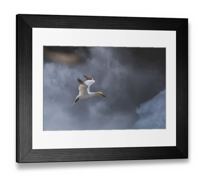 Framed Print : Gannet (Morus bassanu) coming into land with stormy seas behind, Shetland Islands Framed Print : Gannet (Morus bassanu) coming into land with stormy seas behind, Shetland Islands