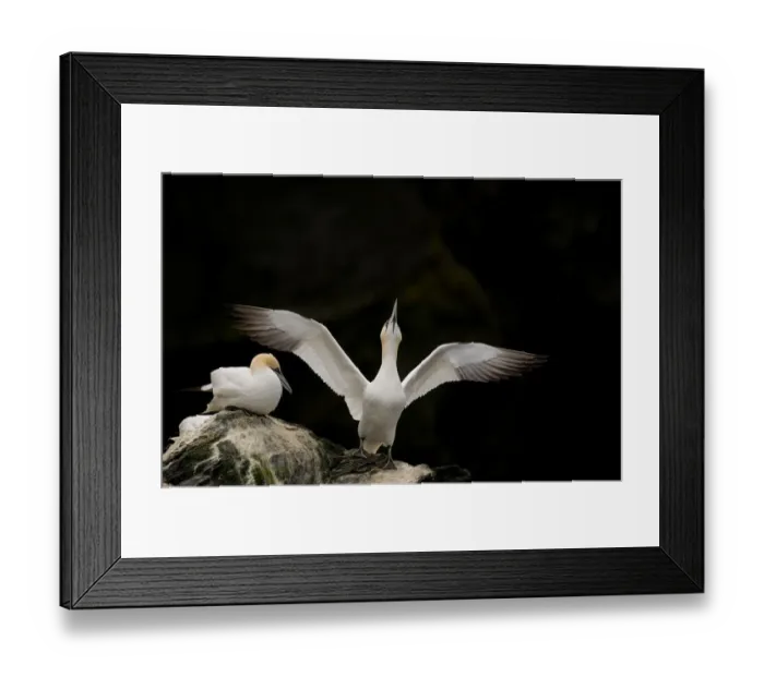 Framed Print : Gannet (Morus bassanus) adult stretching its wings. Shetland Islands, Scotland, UK, September Framed Print : Gannet (Morus bassanus) adult stretching its wings. Shetland Islands, Scotland, UK, September
