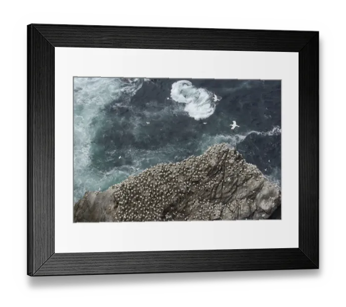 Framed Print : Gannet (Morus bassanus) colony on cliffs, viewed from above, Shetland Islands, Scotland