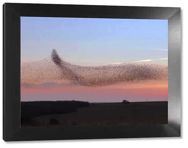 Starling (Sturnus vulgaris) murmuration  /  mass gathering at winter roost, Salisbury Plain