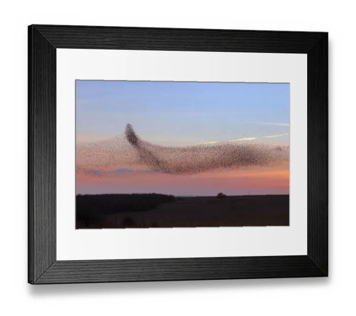 Framed Print : Starling (Sturnus vulgaris) murmuration / mass gathering at winter roost, Salisbury Plain Framed Print : Starling (Sturnus vulgaris) murmuration / mass gathering at winter roost, Salisbury Plain
