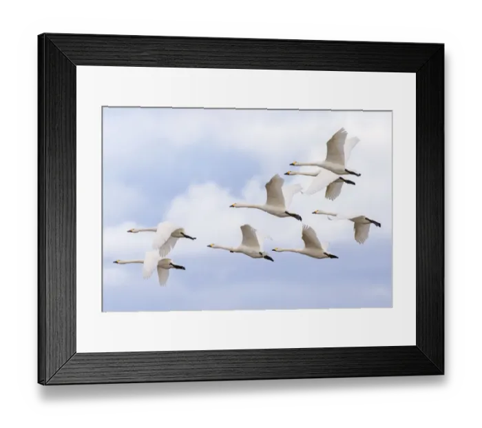 Framed Print : Bewicks swans (Cygnus columbianus) small flock in flight, Gloucestershire, UK Framed Print : Bewicks swans (Cygnus columbianus) small flock in flight, Gloucestershire, UK