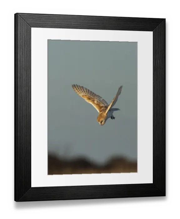 Framed Print : Barn owl (Tyto alba) in flight, hunting and about to dive into the edge of a reedbed