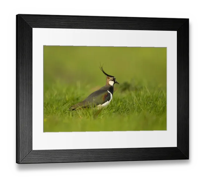 Framed Print : Lapwing (Vanellus vanellus), Skomer, Wales, UK. April Framed Print : Lapwing (Vanellus vanellus), Skomer, Wales, UK. April