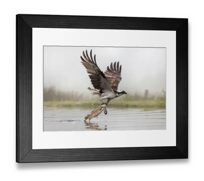 Framed Print : Osprey (Pandion haliaetus) catching trout, Rothiemurchus estate, Cairngorms, Scotland Framed Print : Osprey (Pandion haliaetus) catching trout, Rothiemurchus estate, Cairngorms, Scotland