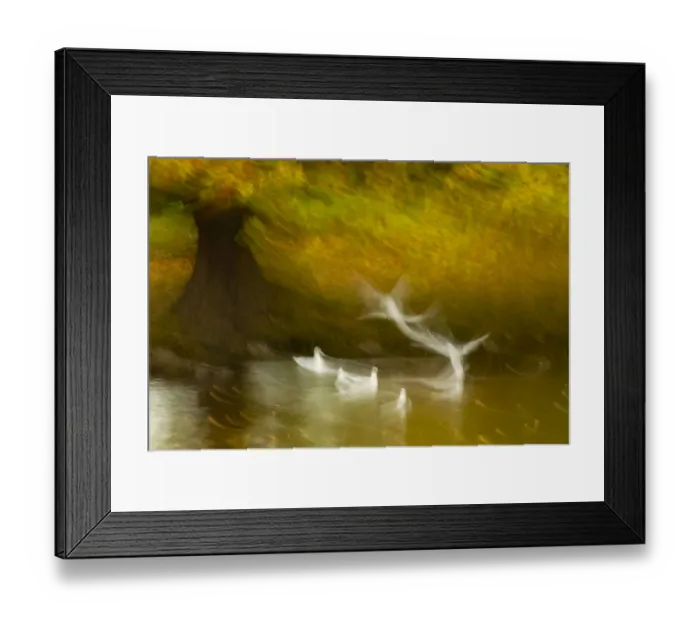 Framed Print : Black headed gull (Chroicocephalus ridibundus) taking flight, artistically blurred photograph Framed Print : Black headed gull (Chroicocephalus ridibundus) taking flight, artistically blurred photograph