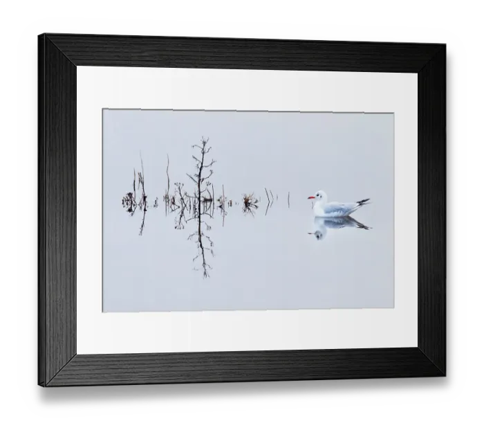Framed Print : Black headed gull (Chroicocephalus ridibundus) in winter plumage, Titchwell RSPB reserve, Norfolk, England, UK, December Framed Print : Black headed gull (Chroicocephalus ridibundus) in winter plumage, Titchwell RSPB reserve, Norfolk, England, UK, December