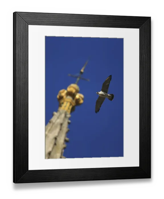 Framed Print : Peregrine falcon (Falco peregrinus) flying past spire, Norwich Cathedral, Norfolk Framed Print : Peregrine falcon (Falco peregrinus) flying past spire, Norwich Cathedral, Norfolk