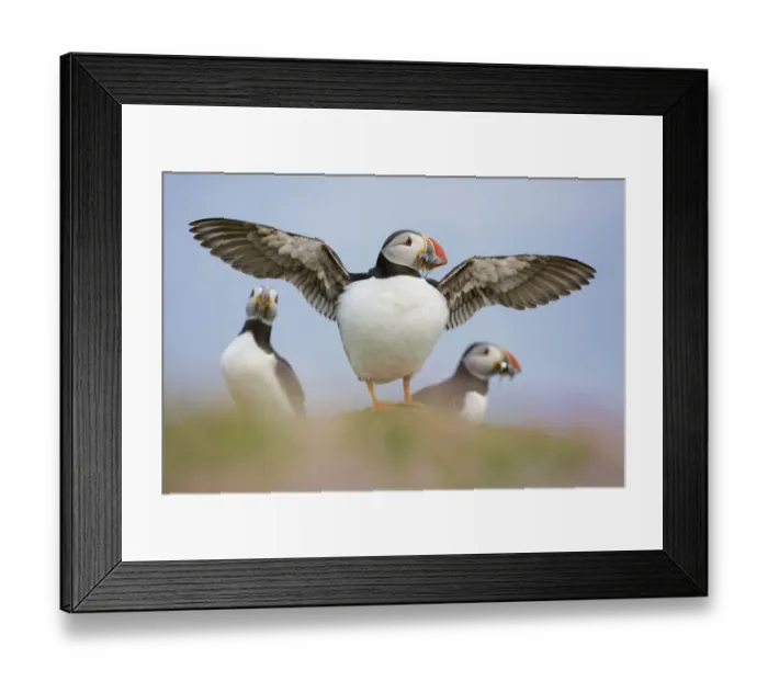 Framed Print : Puffin (Fratercula arctica) standing on Sea thrift (Armeria maritima) with wings Framed Print : Puffin (Fratercula arctica) standing on Sea thrift (Armeria maritima) with wings