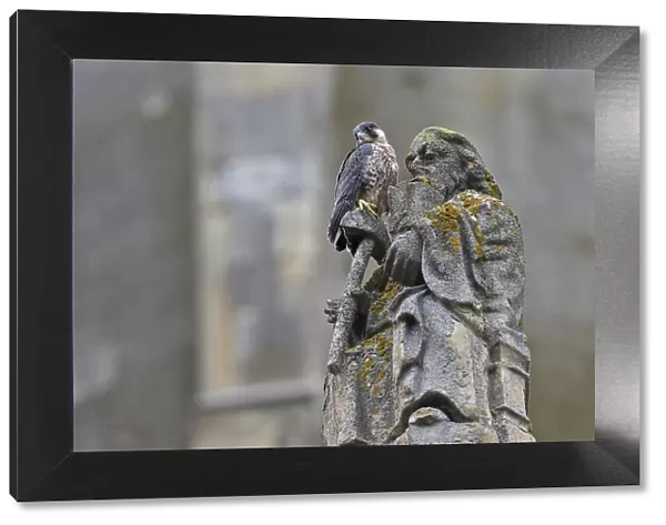 Peregrine (Falco peregrinus peregrinus) on statue at Norwich Cathedral, Norfolk