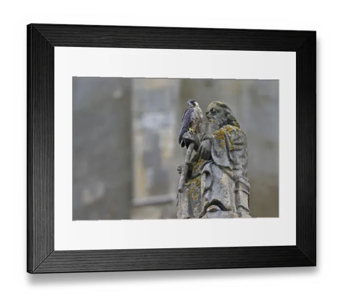 Framed Print : Peregrine (Falco peregrinus peregrinus) on statue at Norwich Cathedral, Norfolk Framed Print : Peregrine (Falco peregrinus peregrinus) on statue at Norwich Cathedral, Norfolk