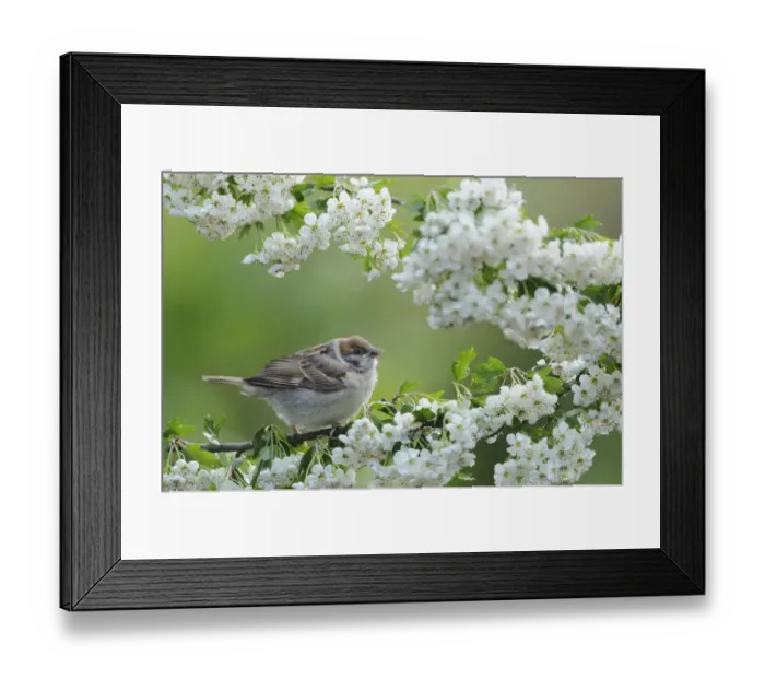 Framed Print : Tree Sparrow (Passer montanus) fledgling Framed Print : Tree Sparrow (Passer montanus) fledgling