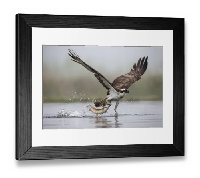Framed Print : Osprey (Pandion haliaetus) catching trout, Rothiemurchus estate, Cairngorms, Scotland Framed Print : Osprey (Pandion haliaetus) catching trout, Rothiemurchus estate, Cairngorms, Scotland