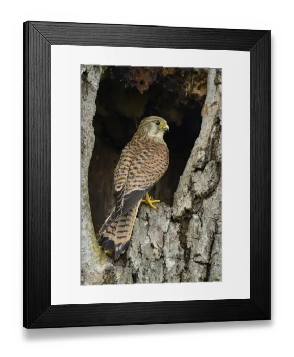 Framed Print : Female Kestrel (Falco tinnunculus) perched in the entrance to a nest hole in an old tree Framed Print : Female Kestrel (Falco tinnunculus) perched in the entrance to a nest hole in an old tree