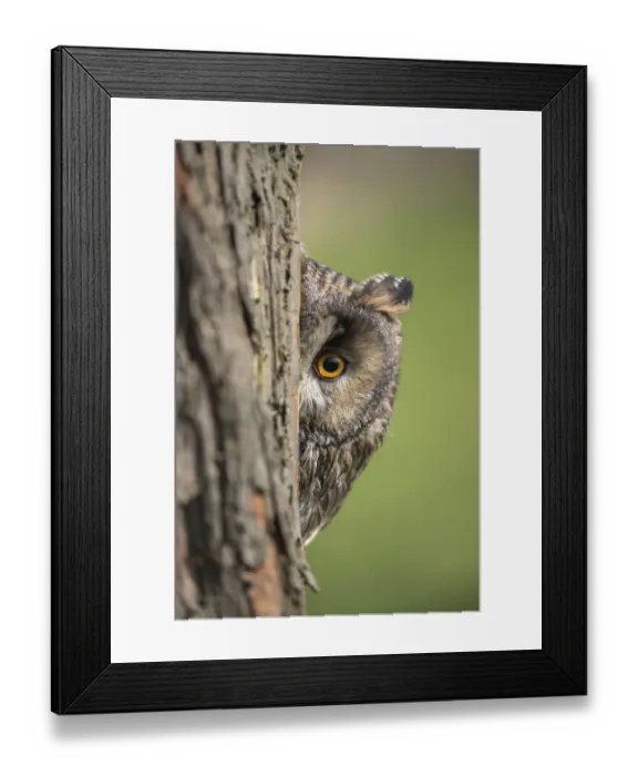 Framed Print : Long-eared owl (Asio otus) peering round tree trunk, captive, UK Framed Print : Long-eared owl (Asio otus) peering round tree trunk, captive, UK