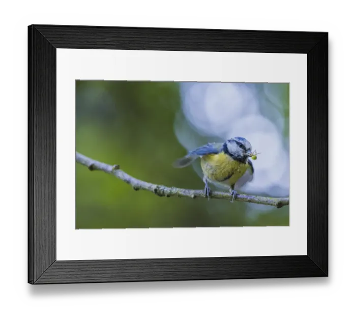 Framed Print : Blue tit (Cyanistes caeruleus) bringing Crab spider prey (Misumena vatia) to feed chicks
