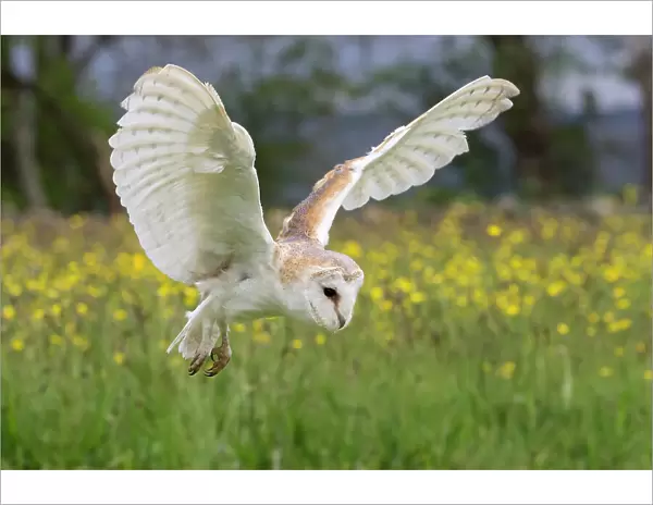 Barn owl (Tyto alba) in flight, captive, Cumbria, UK