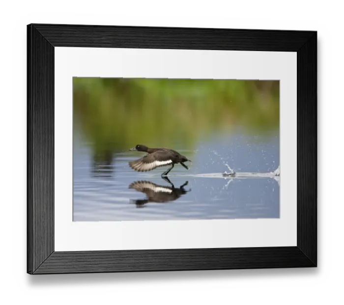 Framed Print : Female Tufted duck (Aythya fuligula) taking off from the surface of a lake, Catcott Lows Framed Print : Female Tufted duck (Aythya fuligula) taking off from the surface of a lake, Catcott Lows