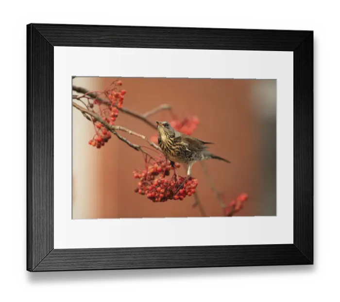 Framed Print : Fieldfare (Turdus pilaris) on rowan tree with berries, Suffolk, England, UK, January Framed Print : Fieldfare (Turdus pilaris) on rowan tree with berries, Suffolk, England, UK, January