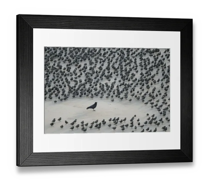 Framed Print : Carrion Crow (Corvus corone) encircled by flock of Starlings (Sturnus vulgaris) resting Framed Print : Carrion Crow (Corvus corone) encircled by flock of Starlings (Sturnus vulgaris) resting