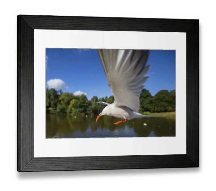 Framed Print : Common tern (Sterna hirundo) in flight over water, Hampstead Heath, London, UK, August
