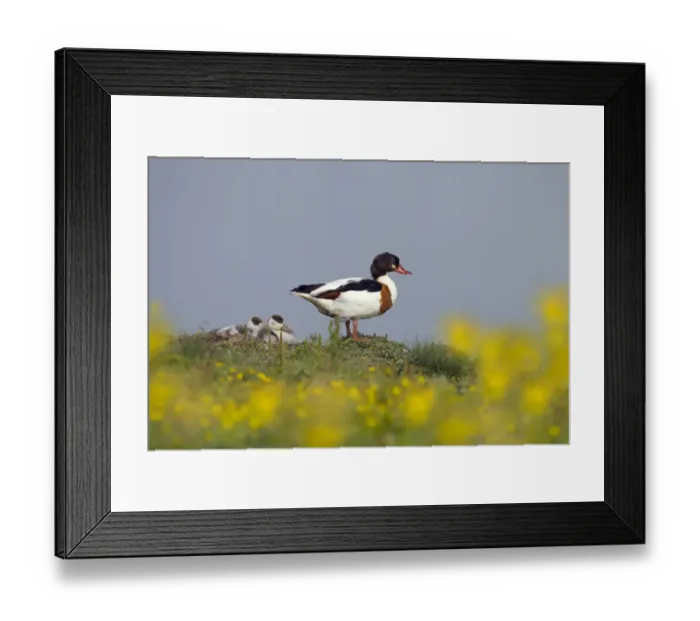 Framed Print : Shelduck (Tadorna tadorna) female with ducklings, Cley, Norfolk, East Anglia, England Framed Print : Shelduck (Tadorna tadorna) female with ducklings, Cley, Norfolk, East Anglia, England