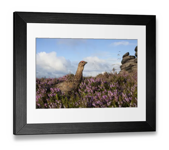 Framed Print : Red grouse (Lagopus lagopus scoticus) on heather moorland, Derwent Edge, Peak District Framed Print : Red grouse (Lagopus lagopus scoticus) on heather moorland, Derwent Edge, Peak District