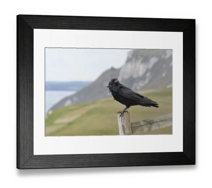 Framed Print : Raven (Corvus corax) adult perched on fence post in coastal grassland, Lulworth Cove Framed Print : Raven (Corvus corax) adult perched on fence post in coastal grassland, Lulworth Cove