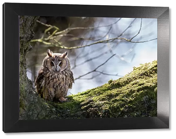 Long-eared owl (Asio otus) in a large tree, Cheshire, UK, March