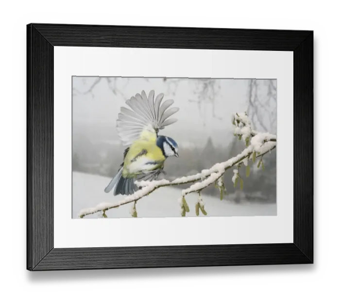 Framed Print : Blue tit (Parus caeruleus) alighting on a snowy hazel branch. Europe. Surrey, England, UK Framed Print : Blue tit (Parus caeruleus) alighting on a snowy hazel branch. Europe. Surrey, England, UK