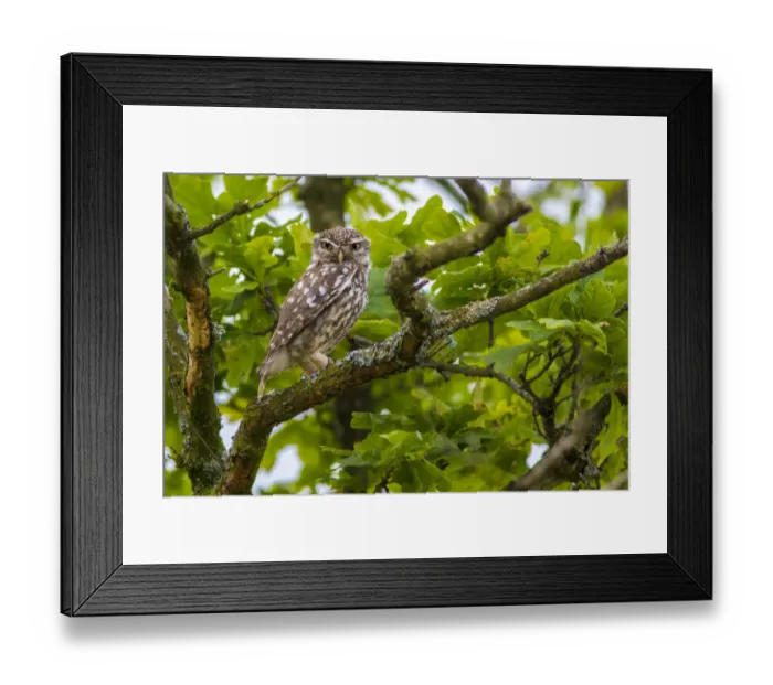 Framed Print : Little owl (Athene noctua), Monmouthshire, Wales, UK, July Framed Print : Little owl (Athene noctua), Monmouthshire, Wales, UK, July