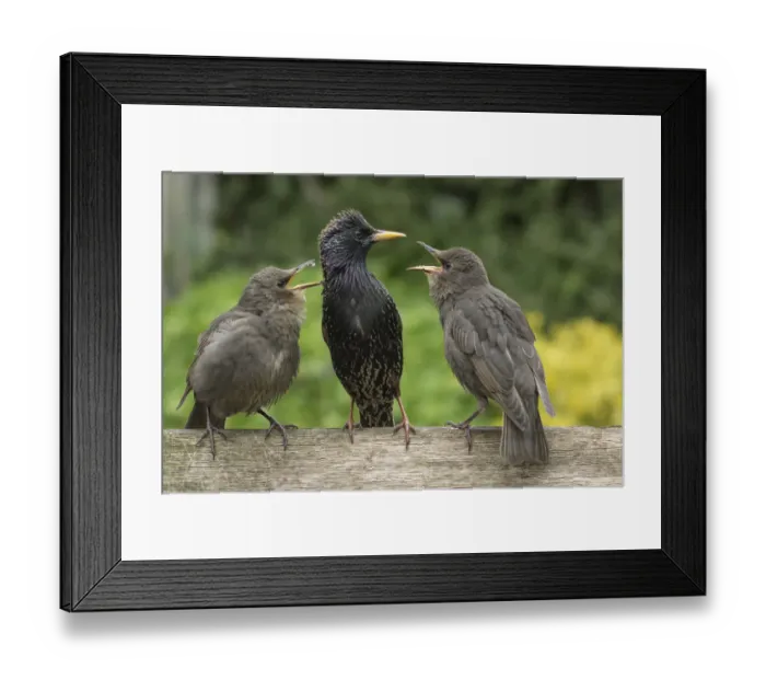 Framed Print : Starling (Sturnus vulgaris) feeding fledgling chicks in urban garden. Greater Manchester, UK Framed Print : Starling (Sturnus vulgaris) feeding fledgling chicks in urban garden. Greater Manchester, UK