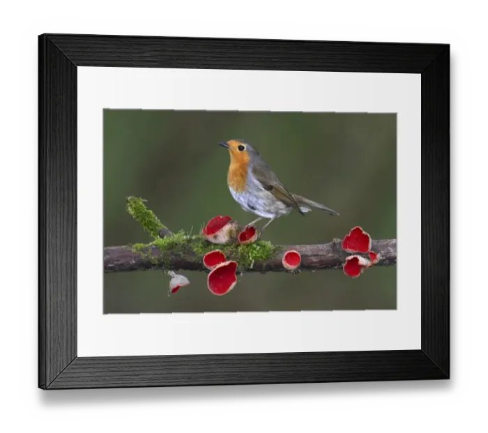 Framed Print : Robin (Erithacus rubecula) on branch with Scarlet elfcup fungus (Sarcoscypha coccinea) spring
