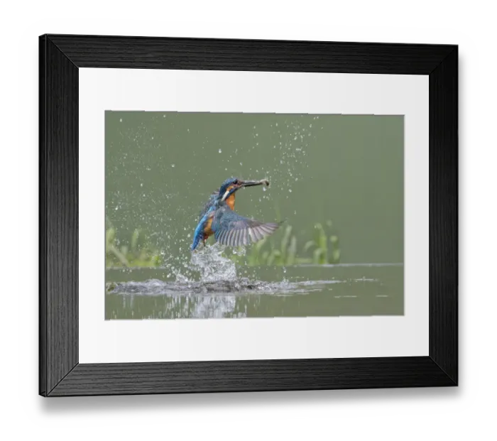 Framed Print : Kingfisher (Alcedo atthis) male taking off from water after diving for fish, Worcestershire Framed Print : Kingfisher (Alcedo atthis) male taking off from water after diving for fish, Worcestershire