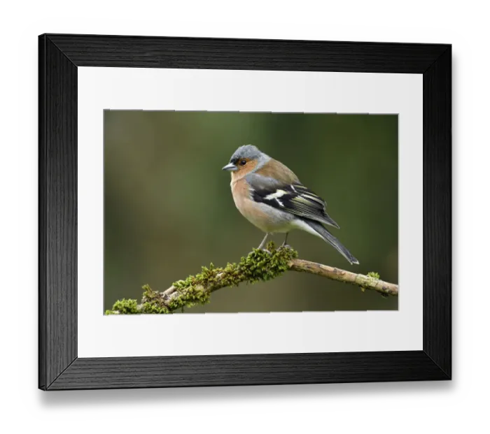 Framed Print : Chaffinch (Fringilla coelebs) male perched on mossy branch, Buckinghamshire, England Framed Print : Chaffinch (Fringilla coelebs) male perched on mossy branch, Buckinghamshire, England