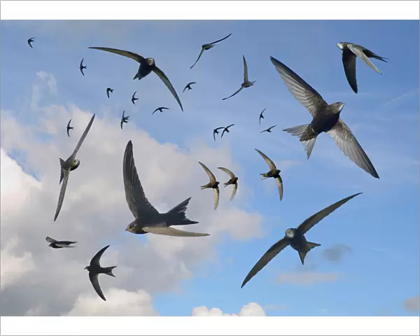 Common swifts (Apus apus) flying overhead, Wiltshire, UK, June. Digital composite image