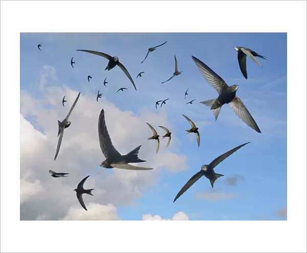 Common swifts (Apus apus) flying overhead, Wiltshire, UK, June. Digital composite image
