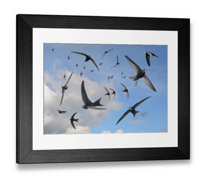 Framed Print : Common swifts (Apus apus) flying overhead, Wiltshire, UK, June. Digital composite image Framed Print : Common swifts (Apus apus) flying overhead, Wiltshire, UK, June. Digital composite image